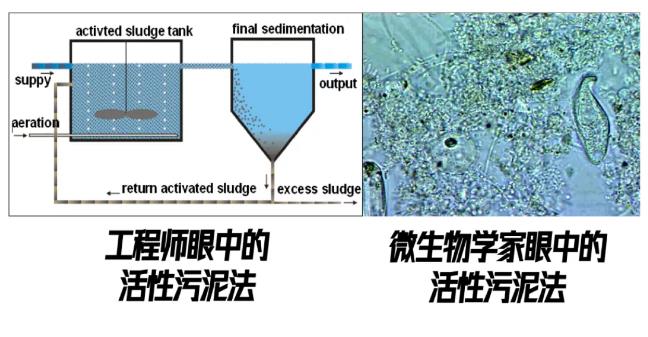 跟蹤香港污水廠9年：萬變的菌，不變的出水 新聞資訊 第2張