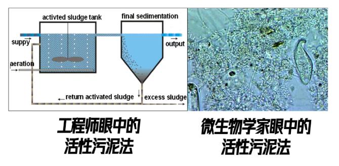 跟蹤香港污水廠9年：萬變的菌，不變的出水 新聞資訊 第10張